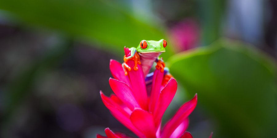 Il Costa Rica: Terra della biodiversità