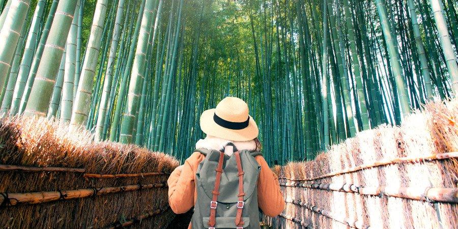 Kyoto: Foresta di bamboo Arashiyama