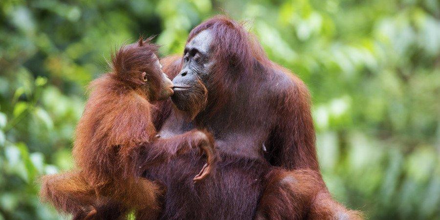 Gli Oranghi del Borneo